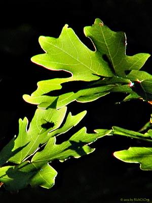 Shadow On A Leaf