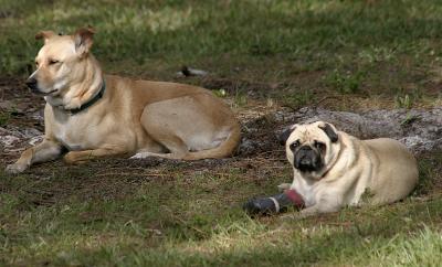 Basking Dogs.jpg