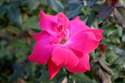 u15/rimcon/medium/38885855.ARose.jpg