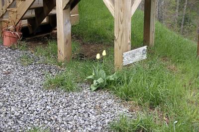 Tulips.jpg