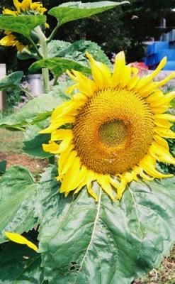 esalen sunflower