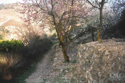 almond blossom, Conchar, Feb 2004