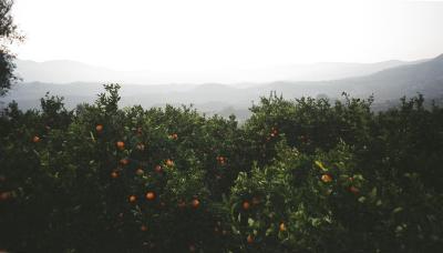 oranges, valle de lecrin