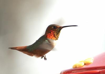 DSC_0011v2.jpg