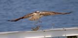Osprey and his dinner