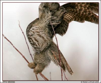 Chouette lapone / Great Gray Owl