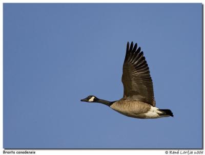Bernache du Canada / Canada Goose