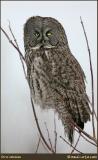 Chouette lapone / Great Gray Owl