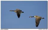 Bernaches du Canada / Canada Geese