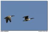 Bernaches du Canada / Canada Geese