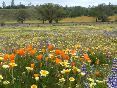 Wildflowers