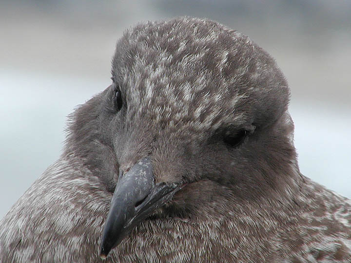 Gull portrait