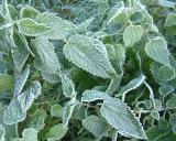 Frosty leaves