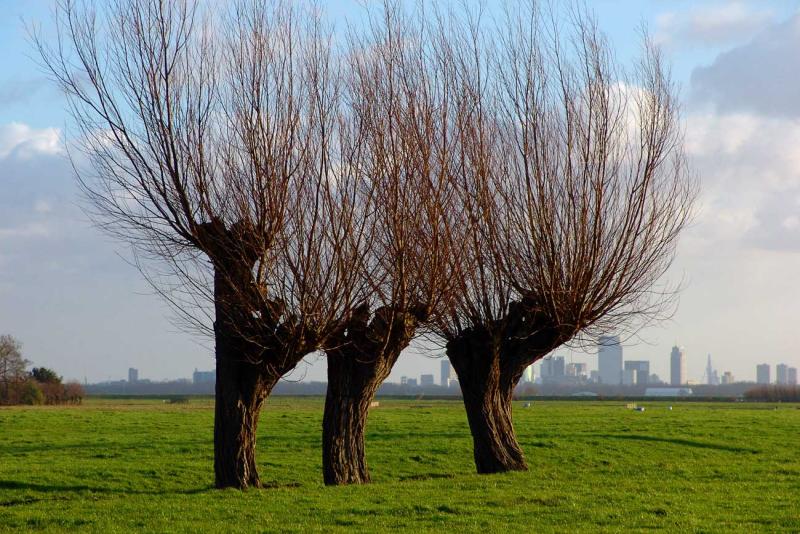 Three willows with Rotterdam skyline