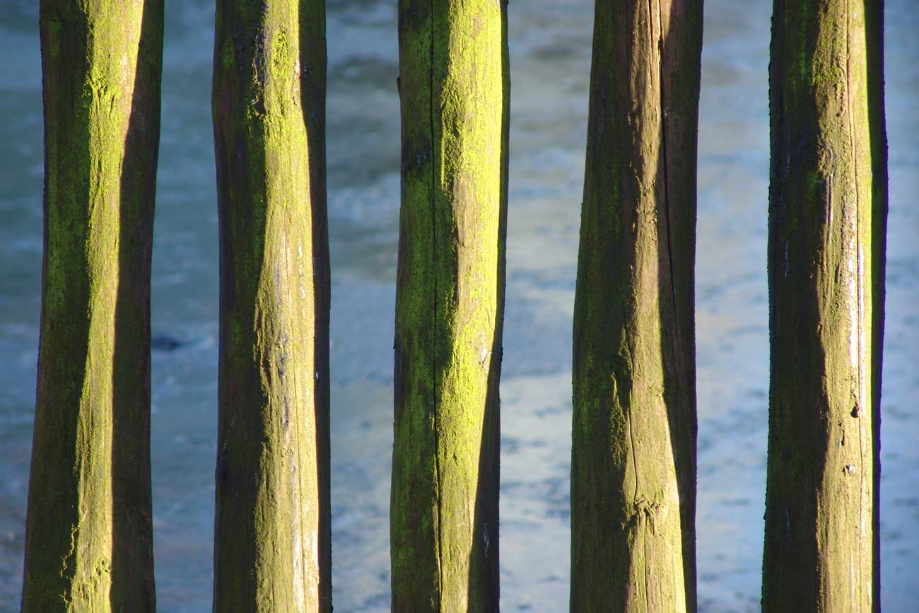 December sun on fence