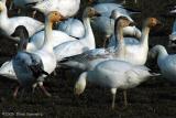 Snow Geese 4699