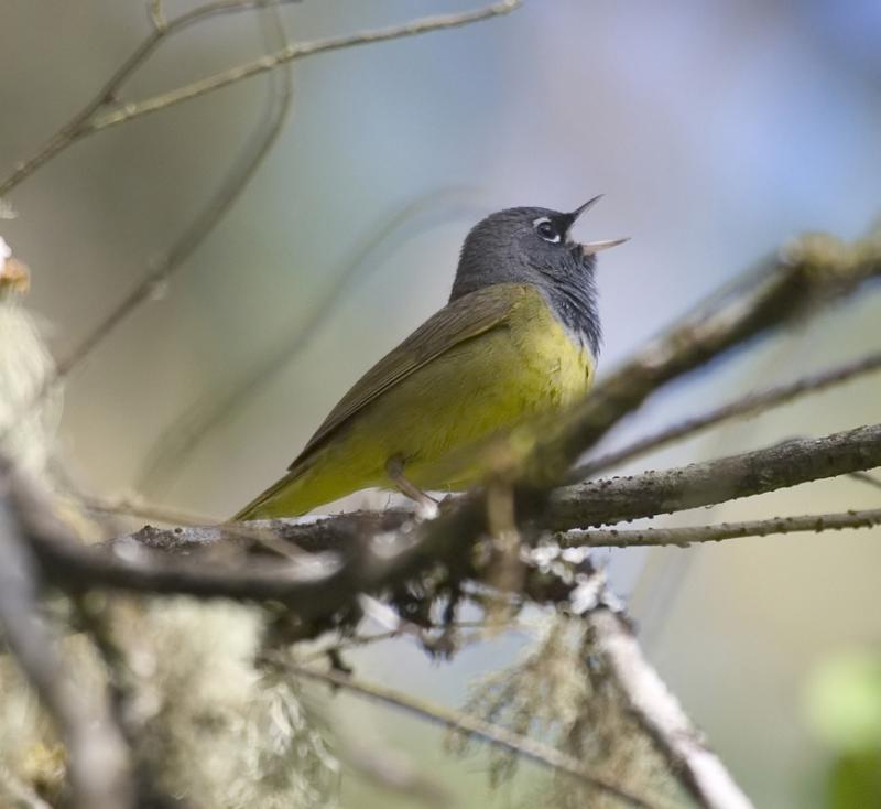 MacGillivrays Warbler (M)