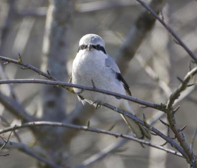 Northern Shrike