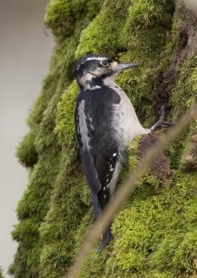 Hairy Woodpecker (F)