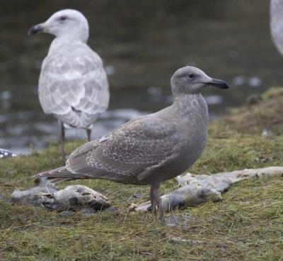 Glaucus-winged  x  Herring Gull (first year)