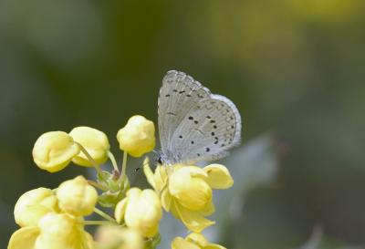 Spring azure (Celastrina argiolus echo)