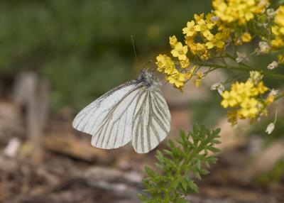 Margined White (Pieris marginalis marginalis)