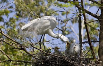 Great Egret (Florida)
