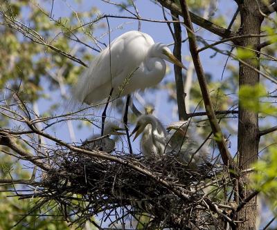 Great Egret (Florida)