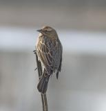 Red-winged Blackbird (F)