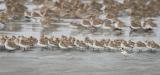 Western Sandpipers