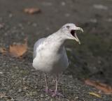 3rd winter Thayers Gull