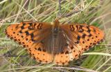 Great spangled fritillary / Puget Sound Silverspot  (M) (Speyeria cybele pugetensis)