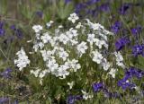 Viola adunca (white form)