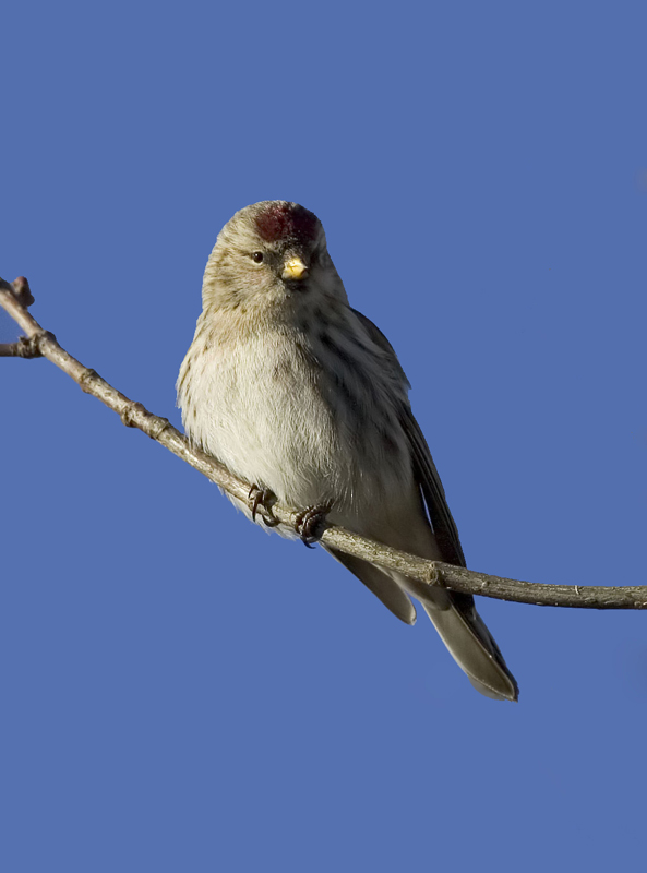 Common Redpoll (F)