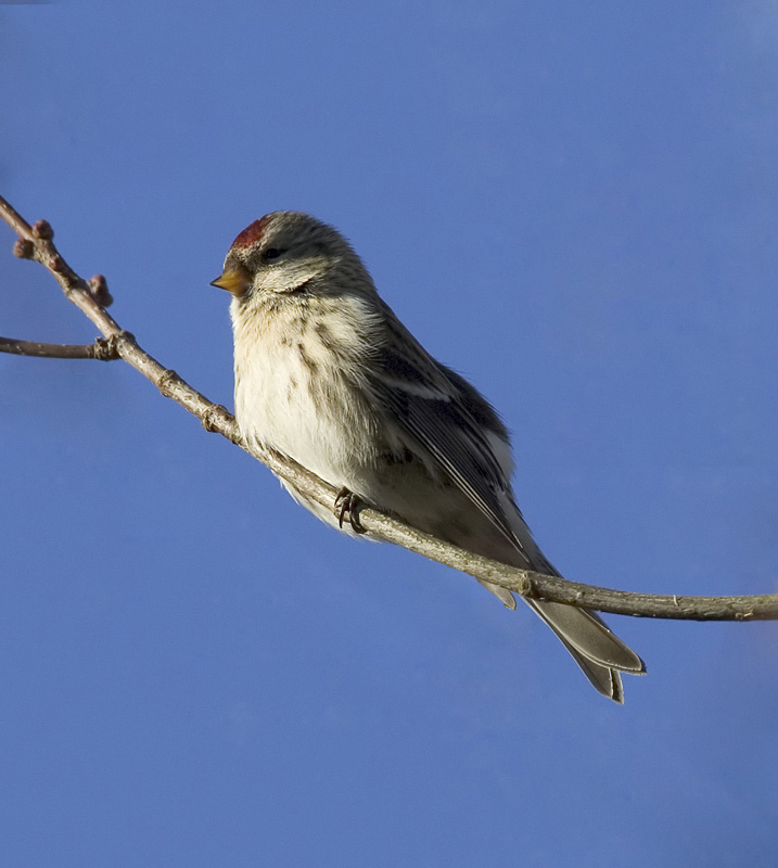 Common Redpoll (F)