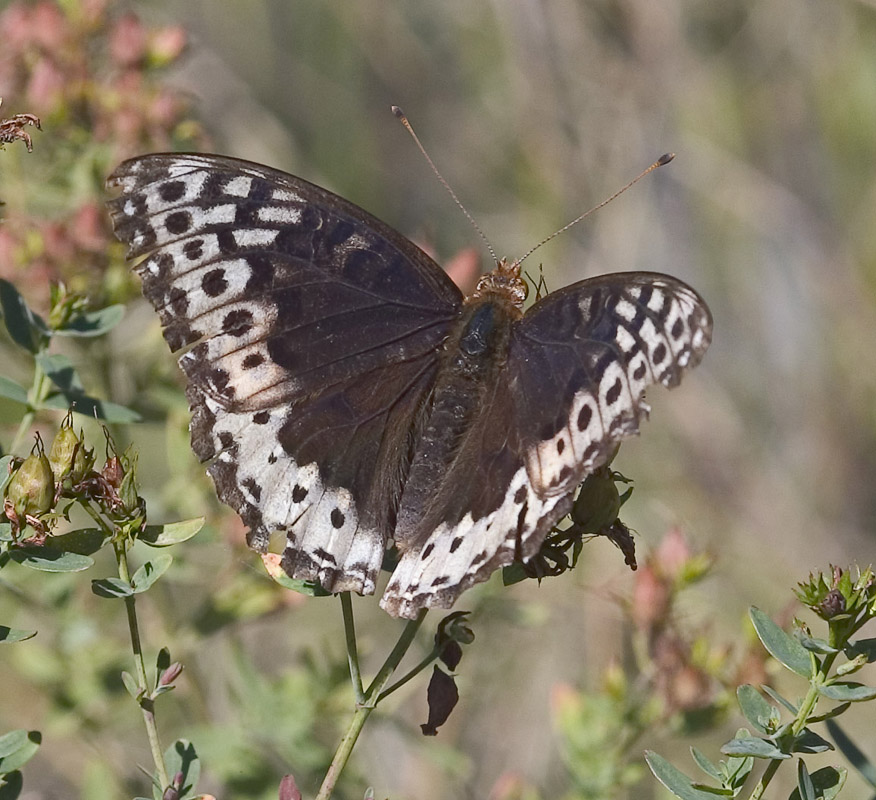 Great spangled fritillary / Puget Sound Silverspot  (F) (Speyeria cybele pugetensis)