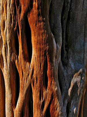 Saguaro trunk