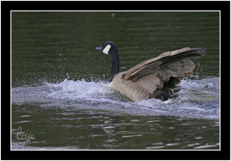 canada goose.jpg