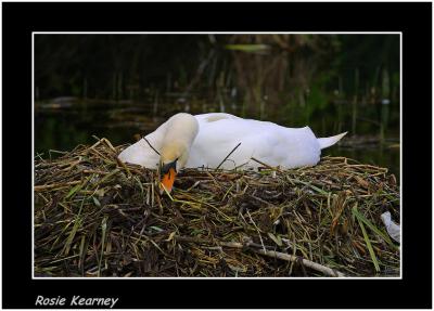 swan nest.jpg