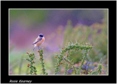 stonechat.jpg