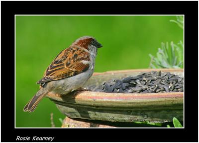 house sparrow.jpg