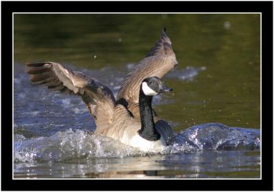 canadian goose.jpg