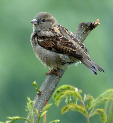 Baby Sparrow