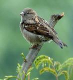 Baby Sparrow