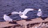 Gulls at Centennial Park in Nashville