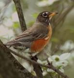 American Robin sitting in a Dogwood tree.