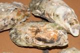 malpeque oysters 1 (large)