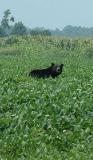 Black Bear
