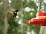 Flying Humming bird