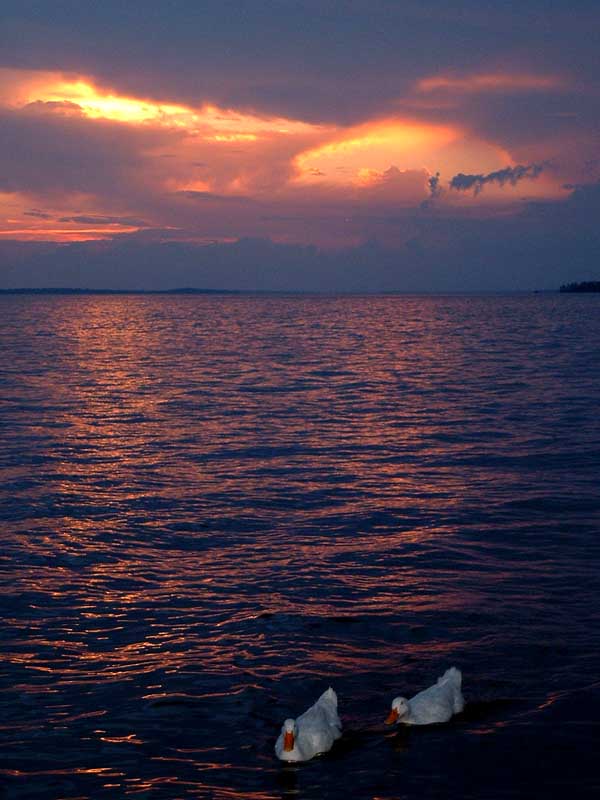 Sunset & Ducks